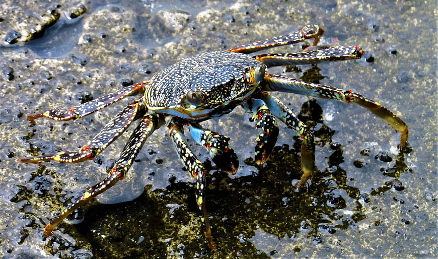 Close-up of a colorful speckled crab on wet rocks