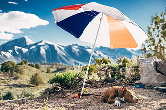 Dog Sleeping Under Beach Umbrella with Mountain View