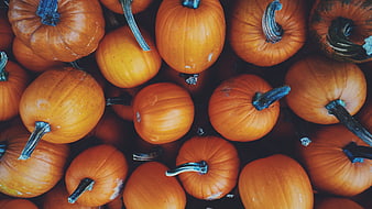 Top View of Orange Pumpkins and Squash