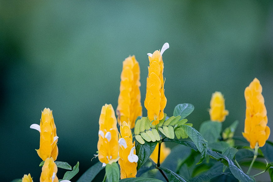 Close-up of Yellow Golden Crest Flowers with Green Background