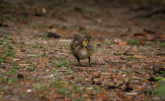 Cute duckling walking on dirt path in nature