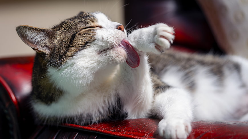 Tabby Cat Grooming Paw on Red Leather Sofa