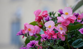 Close-up of Pink and Purple Begonia Flowers in Bloom