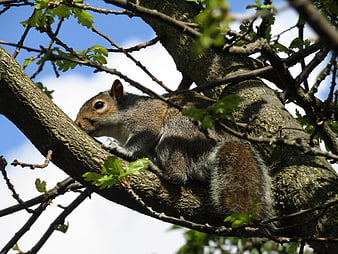 Gray squirrel resting on tree branch with green leaves