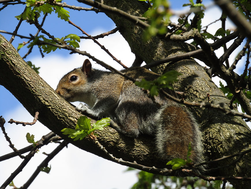 Gray squirrel resting on tree branch with green leaves