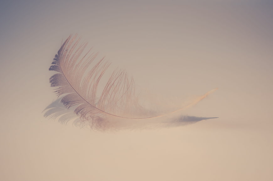 Soft pink feather on a minimalist beige background