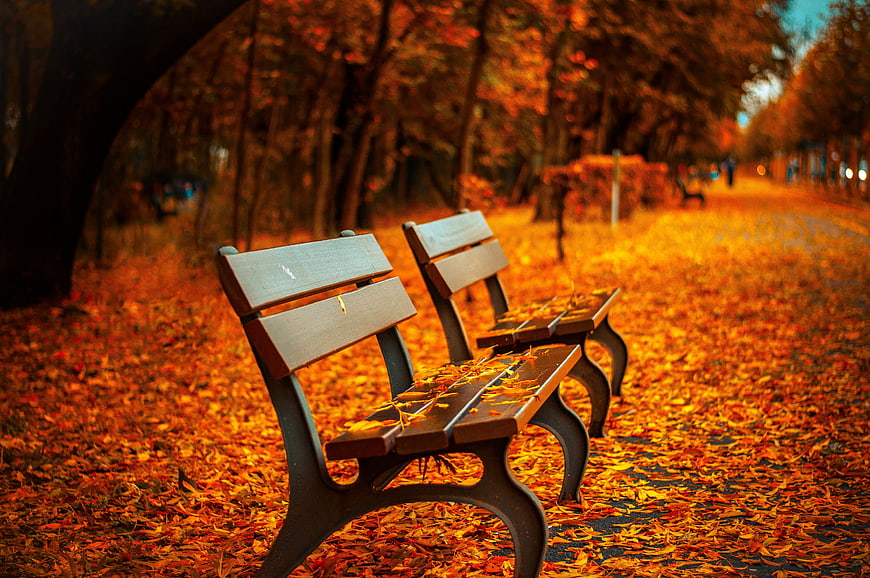 Empty Wooden Park Benches Surrounded by Vibrant Autumn Leaves