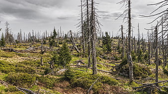 Dead trees in Bavarian forest landscape with bark beetle damage