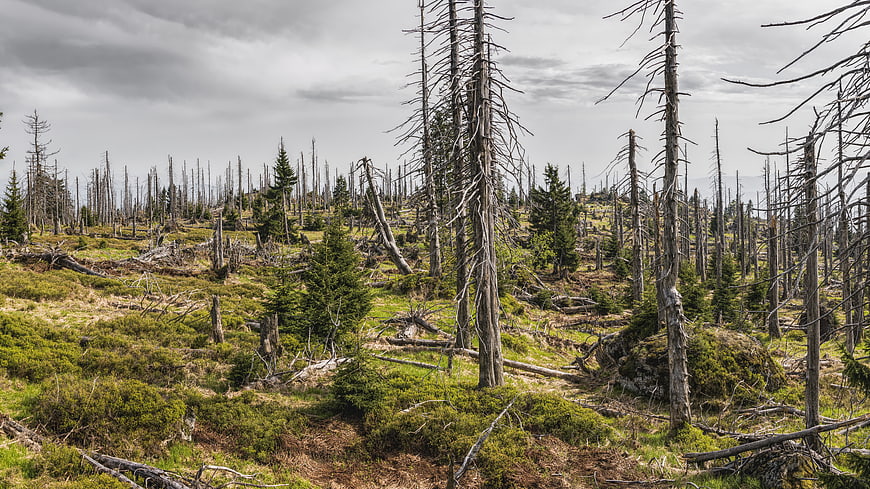 Dead trees in Bavarian forest landscape with bark beetle damage