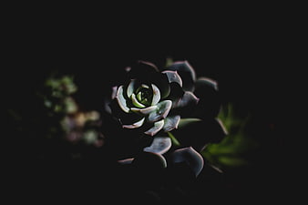 Dark moody close-up of a succulent plant