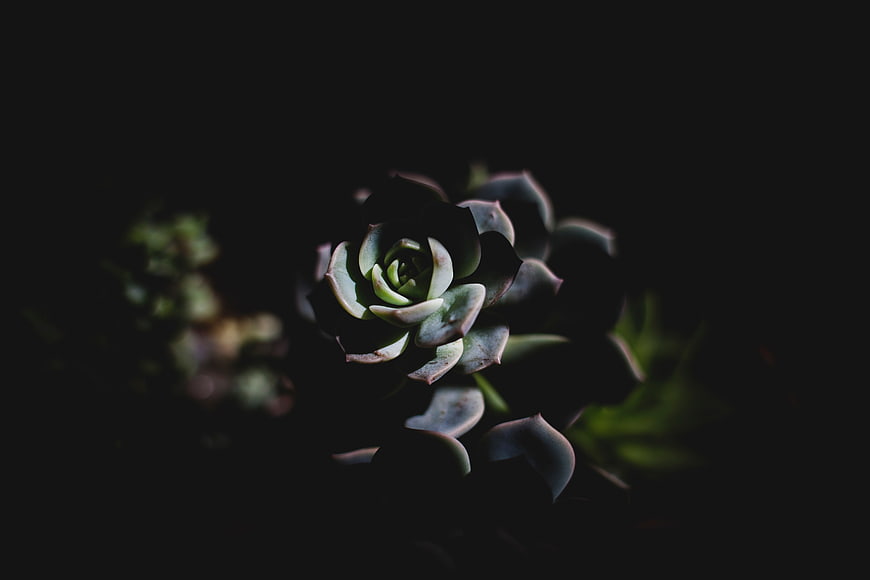 Dark moody close-up of a succulent plant