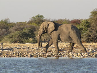 African Elephant Walking Along Rocky Riverbank in Namibia