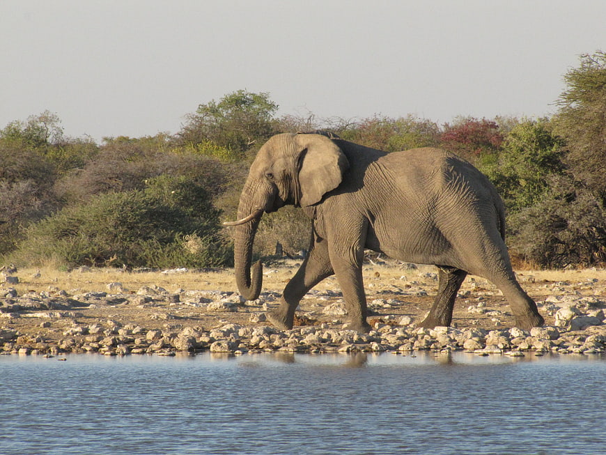 African Elephant Walking Along Rocky Riverbank in Namibia
