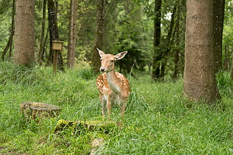 Young spotted deer fawn standing in lush green forest