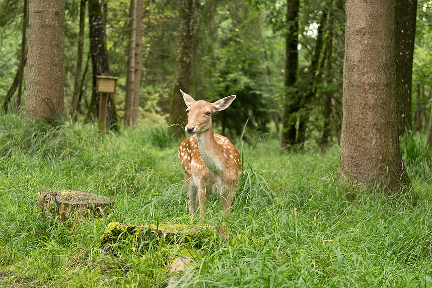 Young spotted deer fawn standing in lush green forest