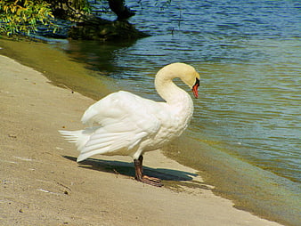 White Swan Standing on Sandy Lake Shore