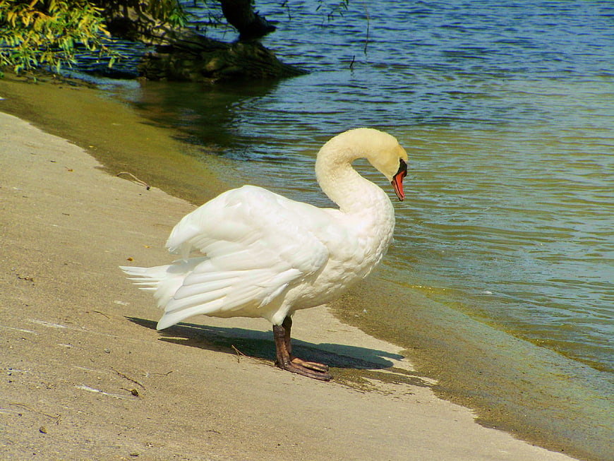 White Swan Standing on Sandy Lake Shore