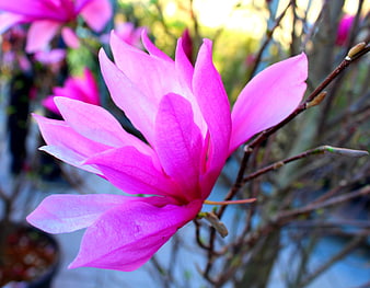 Vibrant Pink Magnolia Blossom Close-Up