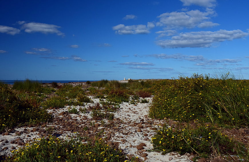 Sandy path through coastal dunes with yellow flowers and blue sky
