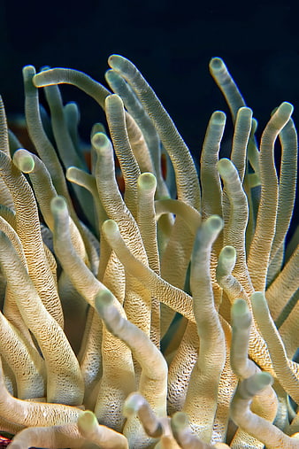 Close-up of Sea Anemone Tentacles Underwater