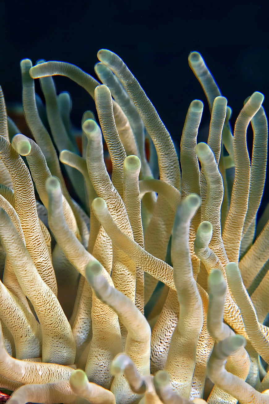 Close-up of Sea Anemone Tentacles Underwater