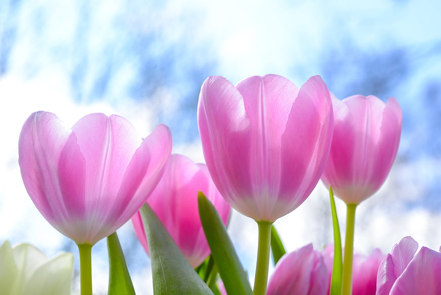 Pink Tulips Blooming Against Blue Sky Background