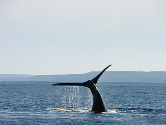 Whale Tail Breach in Calm Blue Ocean Water