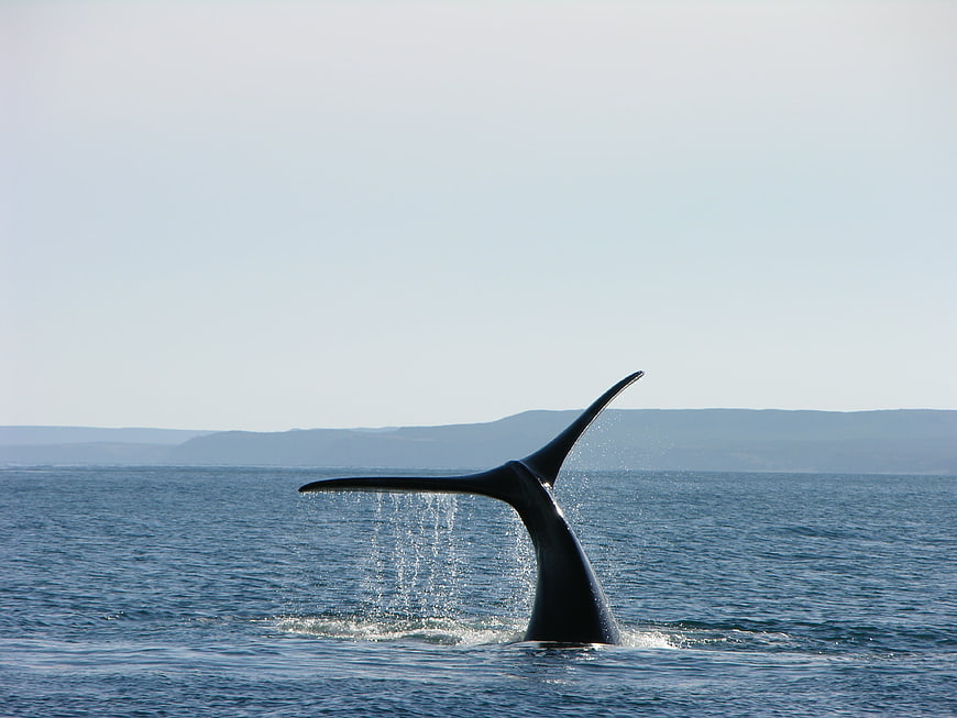 Whale Tail Breach in Calm Blue Ocean Water