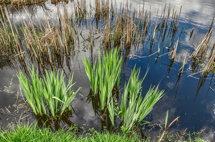 Green Iris Plants Growing in Shallow Pond Water