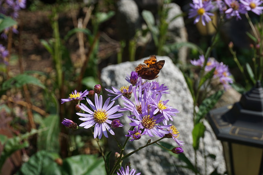 Butterfly on Purple Aster Flowers in Garden