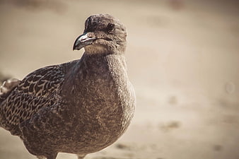 Close-up Portrait of a Juvenile Gull on Sandy Beach