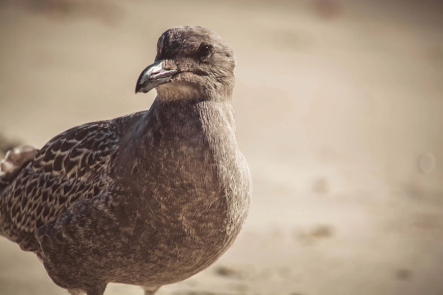 Close-up Portrait of a Juvenile Gull on Sandy Beach