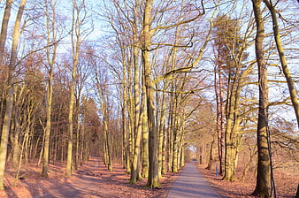 Sunlit Forest Path in Winter with Bare Trees