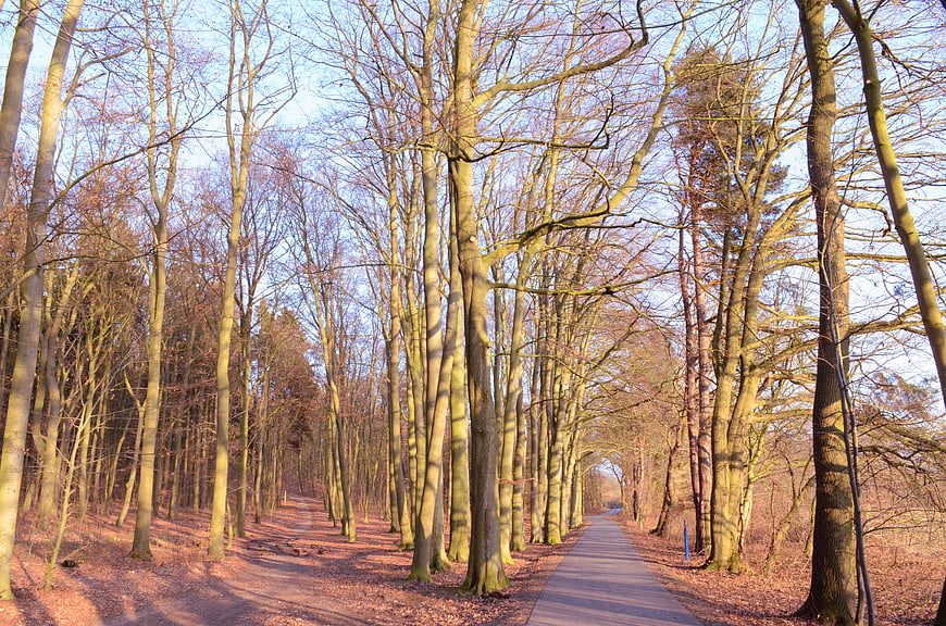 Sunlit Forest Path in Winter with Bare Trees