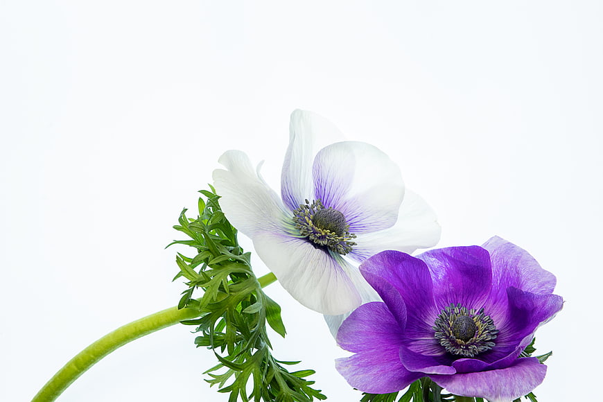 White and Purple Anemone Flowers on White Background