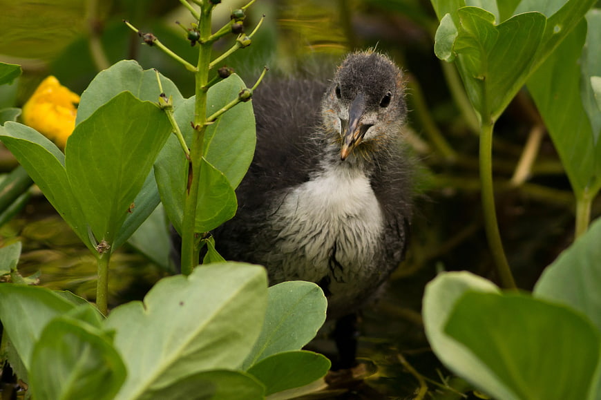 Cute fluffy coot chick standing among green aquatic plants