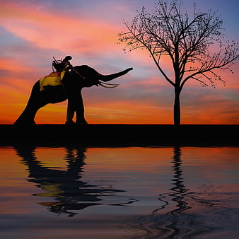 Silhouette of Elephant and Tree at Sunset by Water