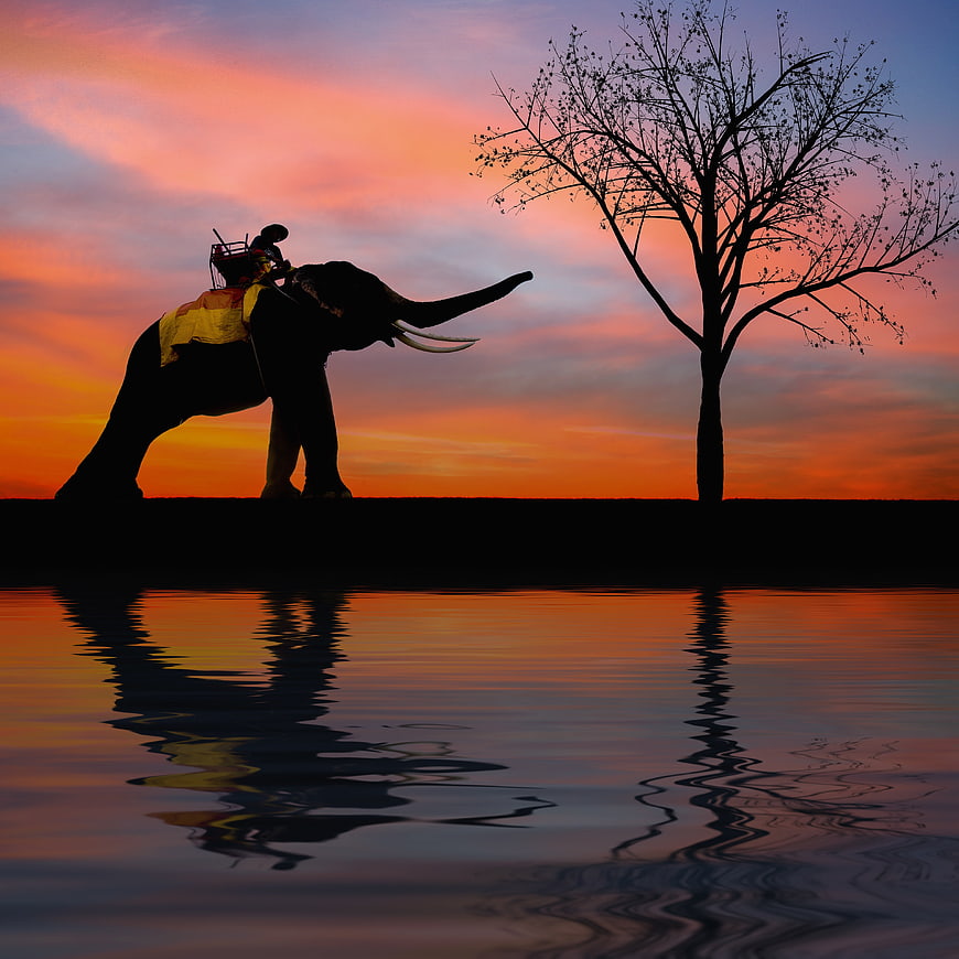 Silhouette of Elephant and Tree at Sunset by Water