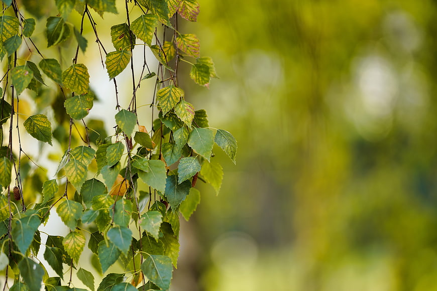 Autumn Birch Leaves With Soft Green Background