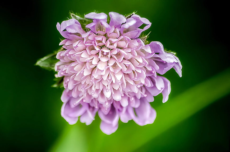 Close-up of purple scabious flower with green background