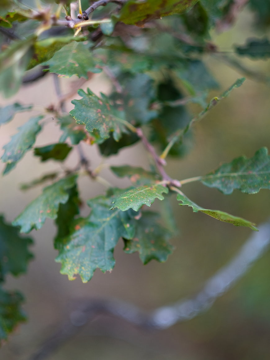 Close-up of green oak leaves with natural texture and bokeh background