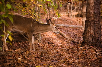 White-tailed deer buck standing in autumn forest