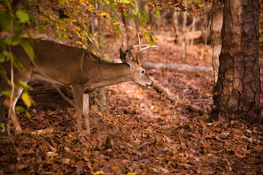 White-tailed deer buck standing in autumn forest