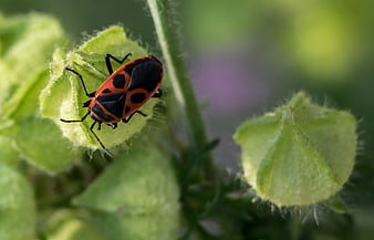 Close-up of Red and Black Firebug on Green Plant Bud