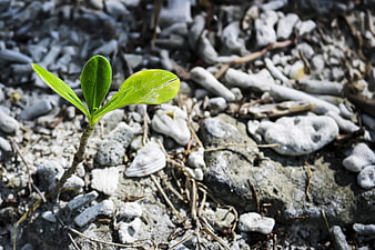 Young green seedling growing in rocky gray soil