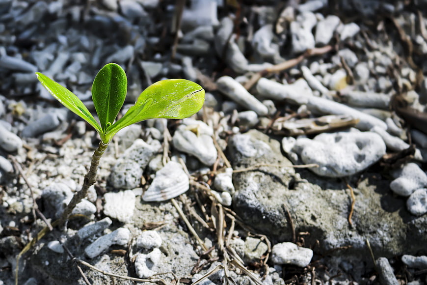 Young green seedling growing in rocky gray soil