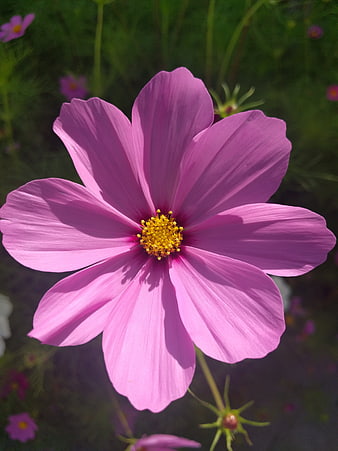 Close-up of a vibrant pink cosmos flower with yellow center