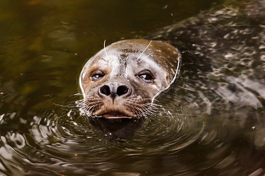 Close-up portrait of a seal swimming in dark water