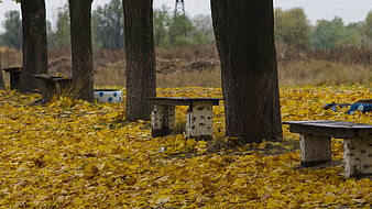 Autumn park path with yellow leaves and wooden benches