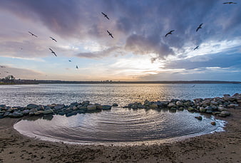 Seagulls flying over rocky seashore at sunset
